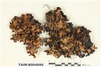 藏品(中華斑葉衣)的圖片